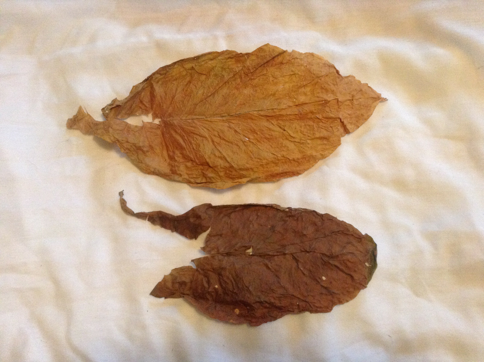 Caribbean Style Cigar Tobacco Seed Blend Kit – (1000+ seed each of 3 varietes)