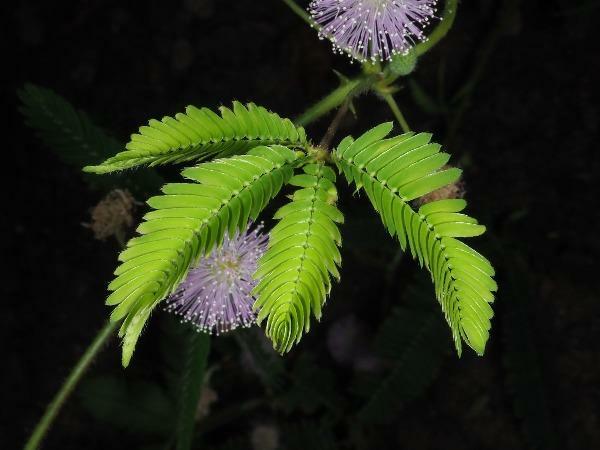 Mimosa pudica | Sensitive or Sleepy Plant | 150 Seeds