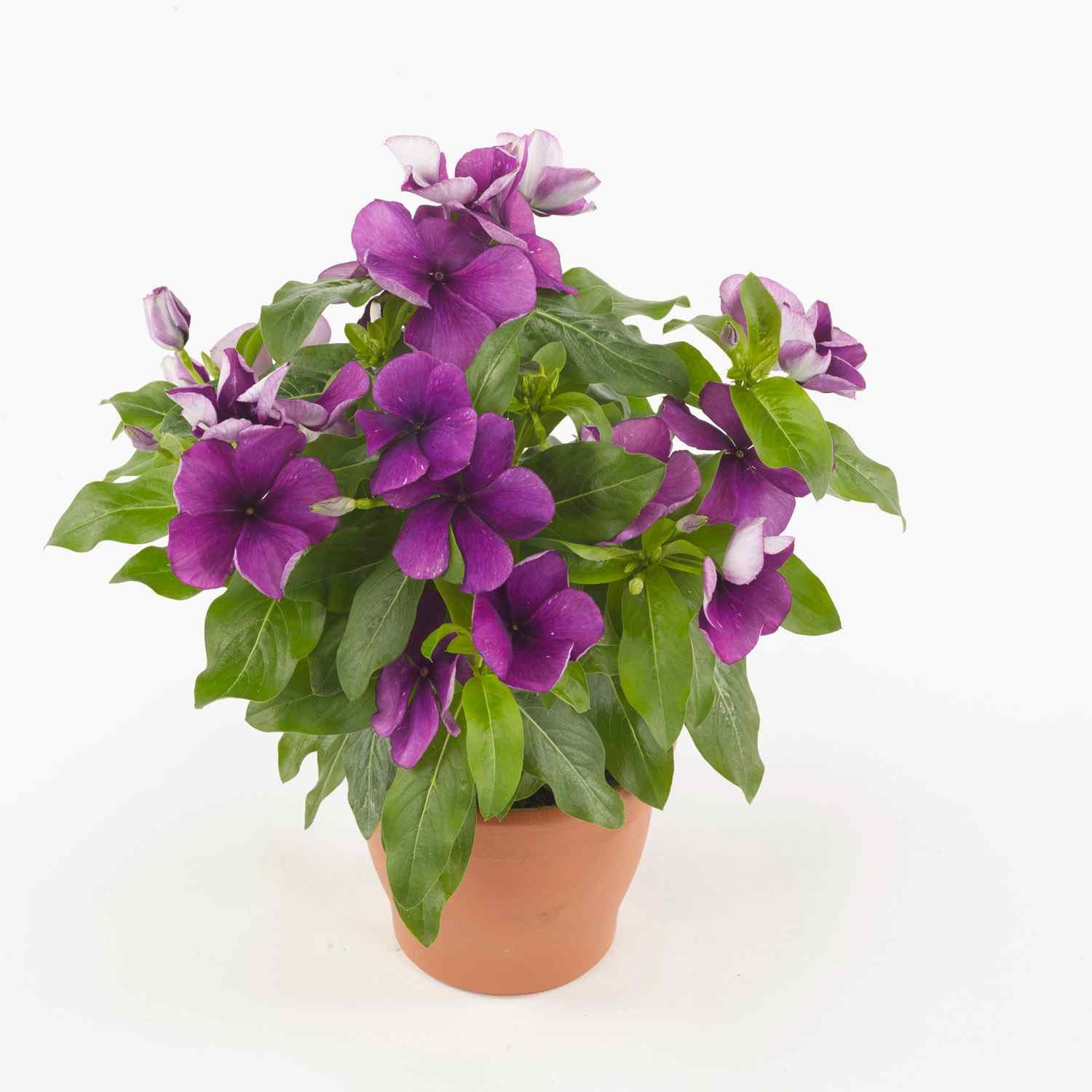 50 Seeds Drought Tolerant Blueberry Violet Purple Periwinkle Vinca Flower Seeds