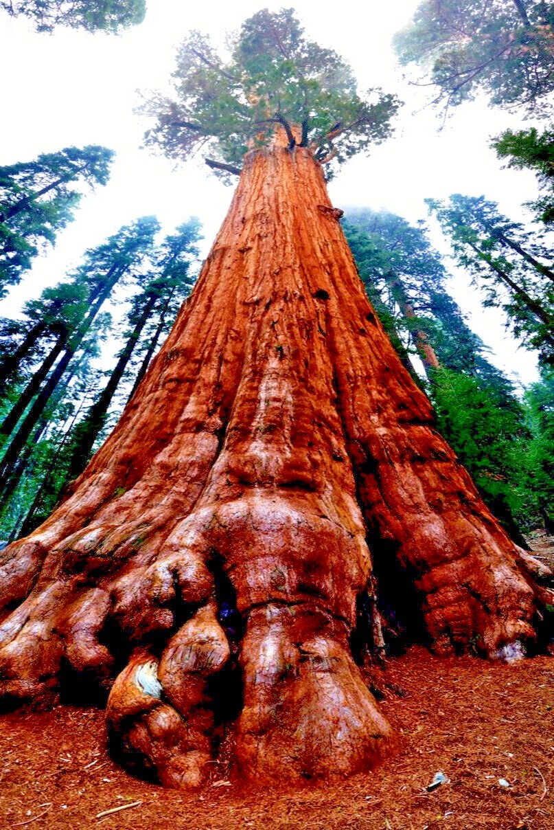 California Coast Redwood Seeds Giant Sequoia Bonsai “TALLEST TREE in the WORLD!”