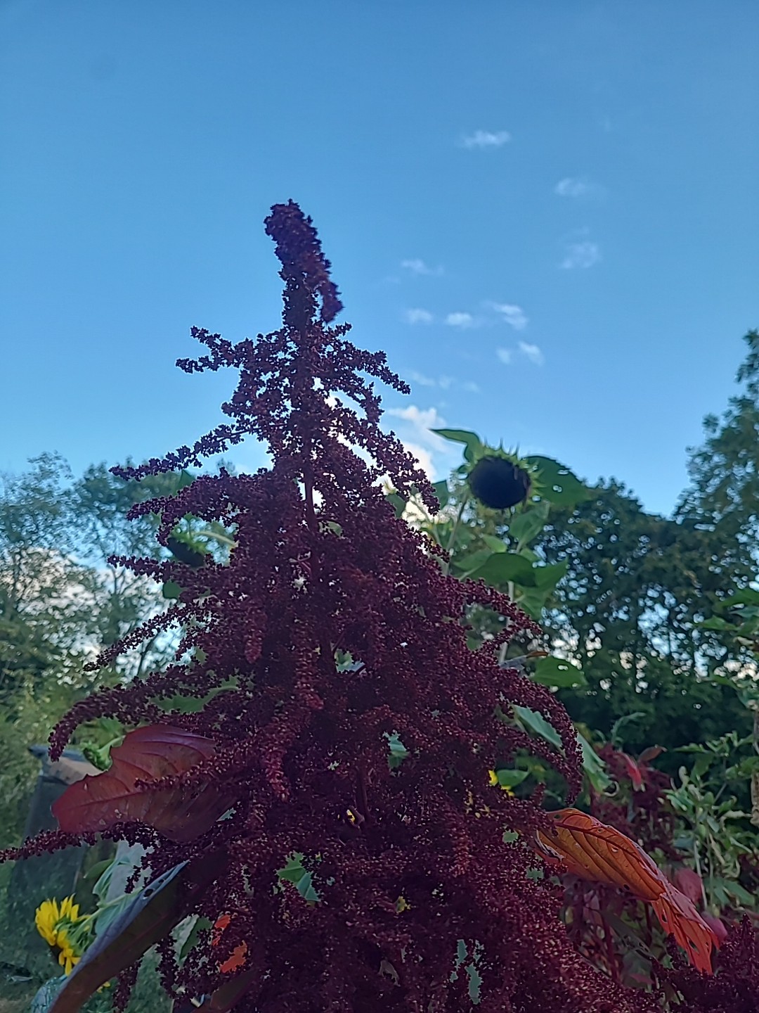 Amaranth Hopi Red No Pesticides or Chemicals. 30000 Seeds +/- Non GMO