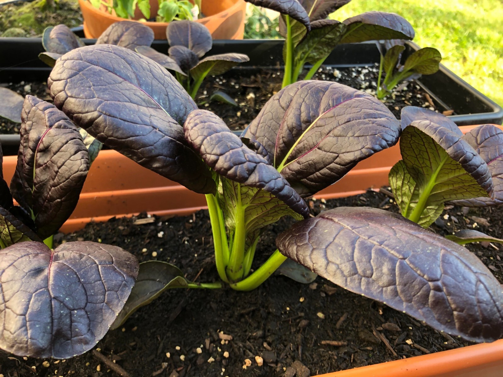 🌱Heirloom Purple Lady Bok Choy 50+ Seeds ✦Great Taste