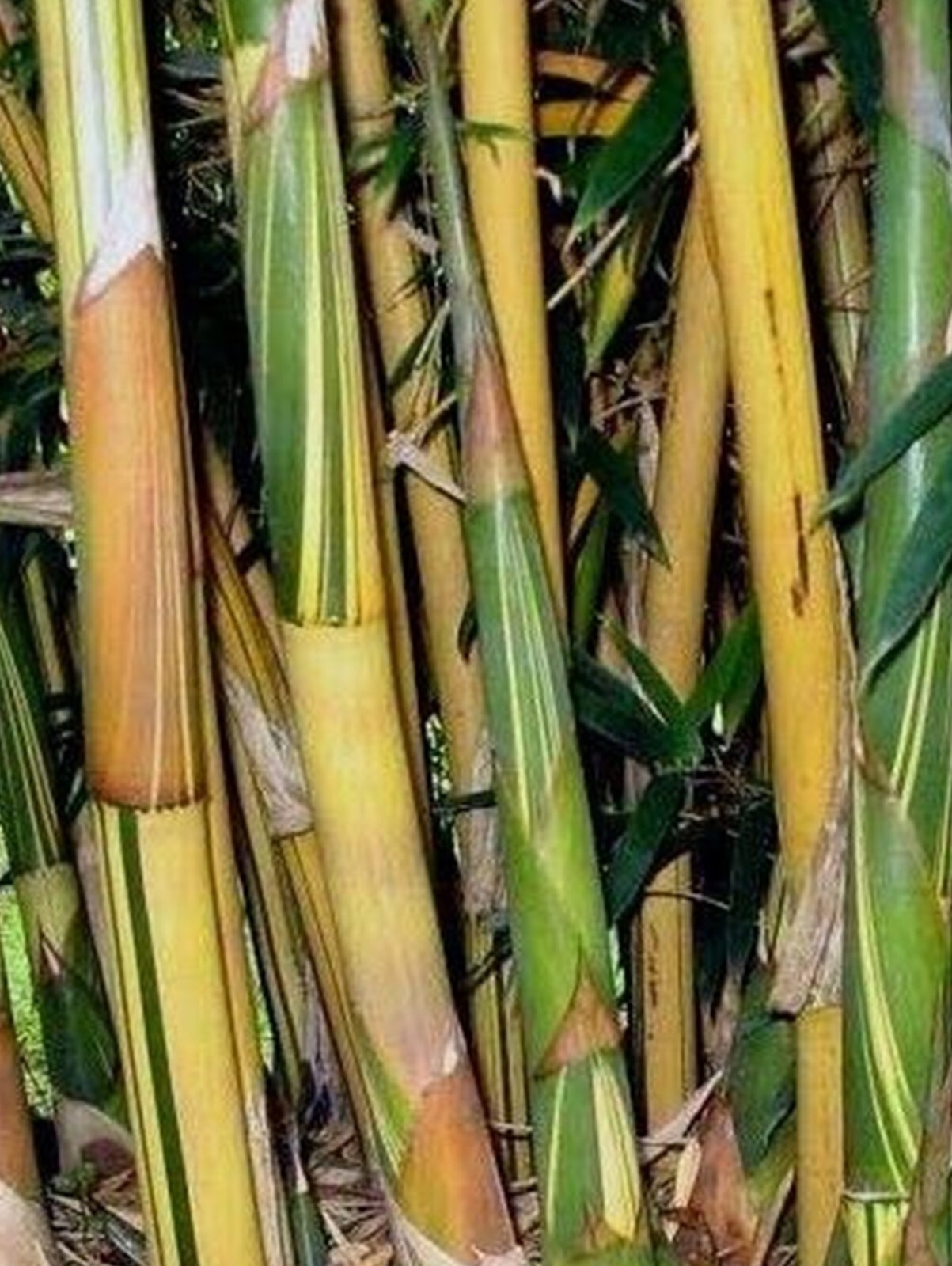 100 Golden Hedge Bamboo Seeds Perennial Ornamental Seed PrivacyUS SELLER
