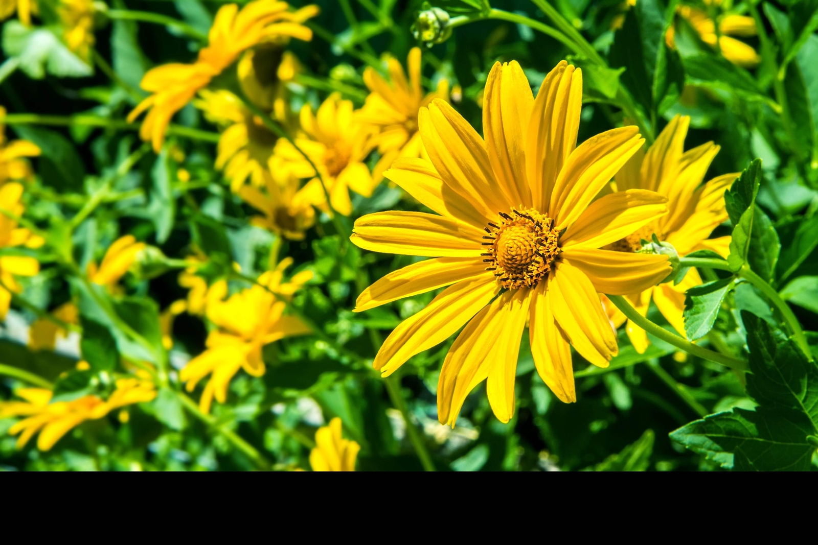 25 YELLOW TORCH MEXICAN SUNFLOWER Tithonia Speciosa Flower Seeds *Flat S/H