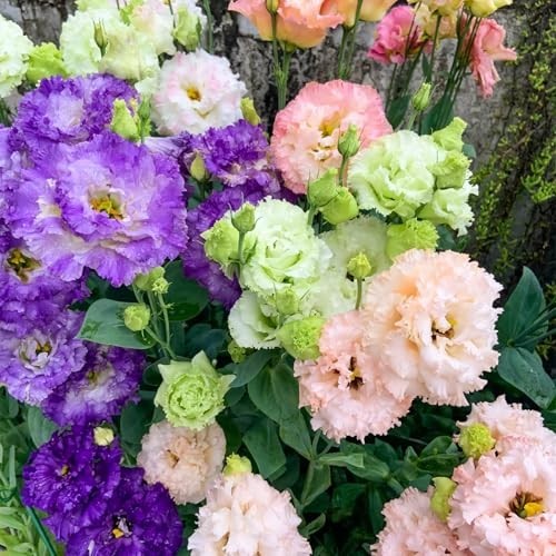 2000+ Mixed Color Lisianthus Seeds – Non-GMO Perennial Eustoma for Garden & Indo