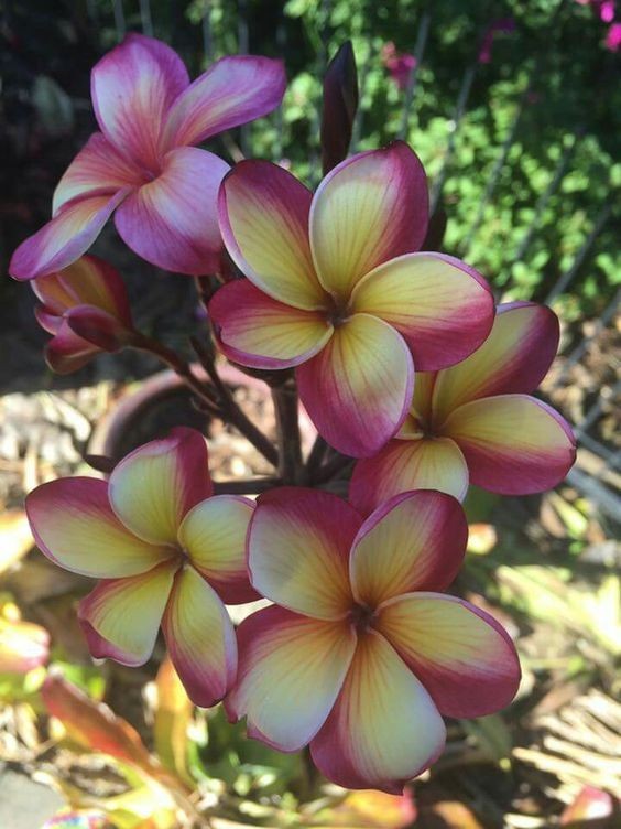 5 Lavendar Yellow Plumeria Seeds Perennial Flowers Seed Frangipani US SELLER