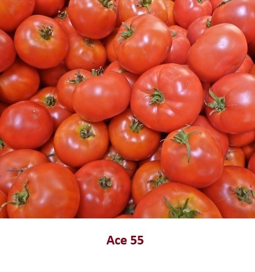 Heirloom Tomato Seeds Assortment – 8 Garden Favorites 200 total seeds