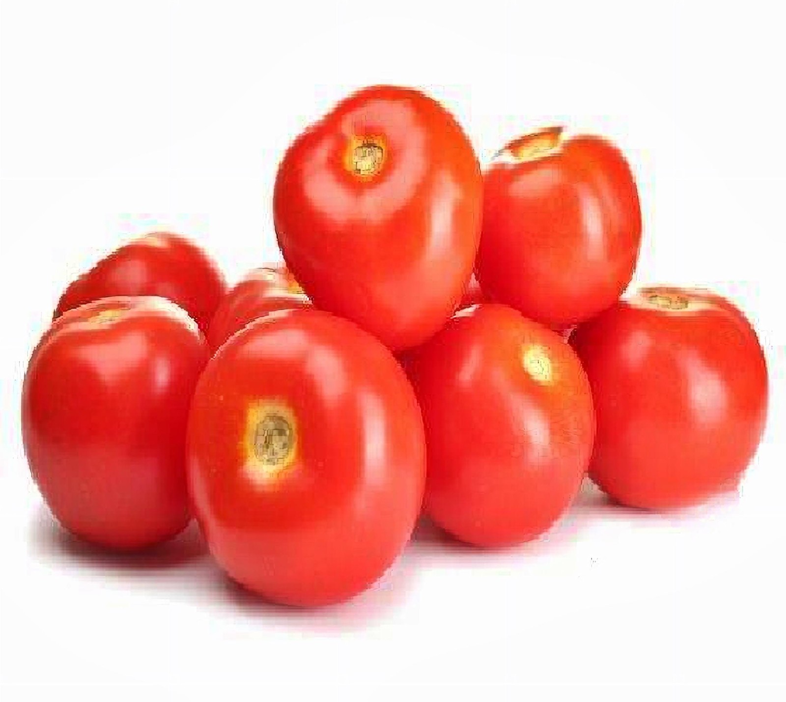 Burgundy Traveler, Tomato