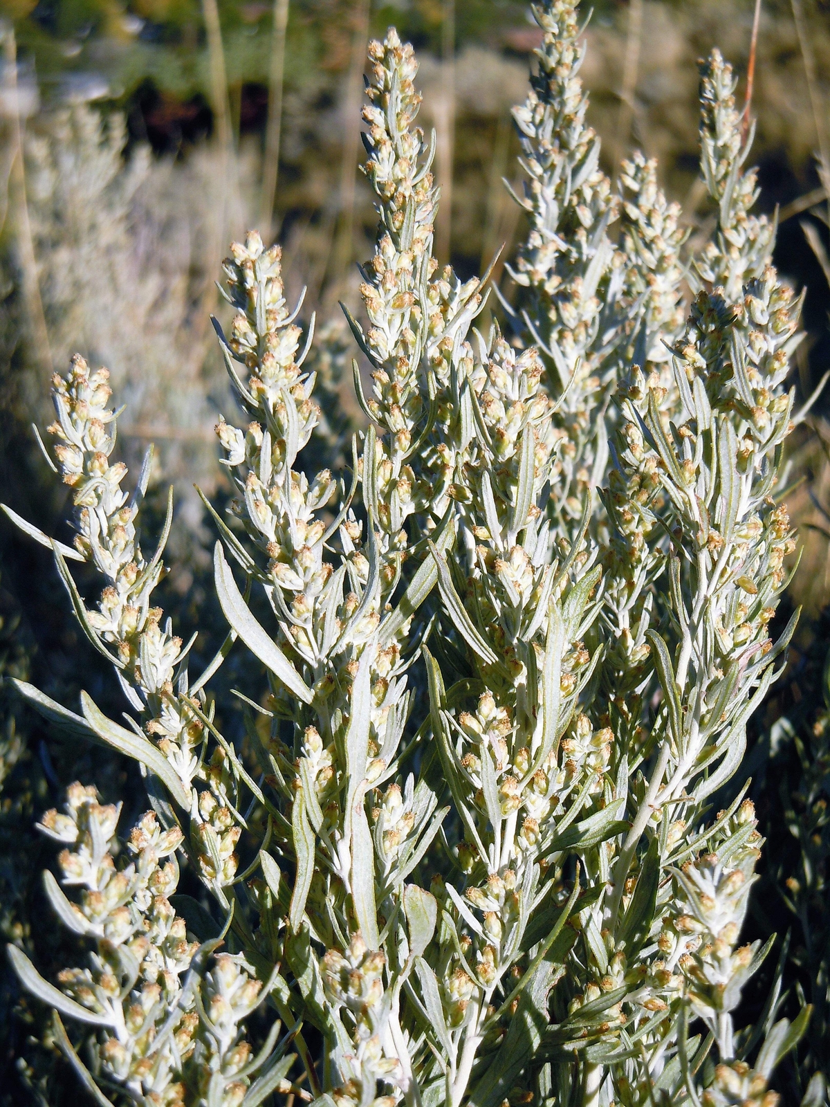 100 SILVER SAGEBRUSH Artemisia Cana Dwarf Sagebrush Wormwood Herb Flower Seeds