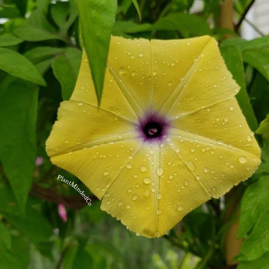 Ipomoea tuberculata | RARE | Yellow Morning Glory | 5 SEEDS