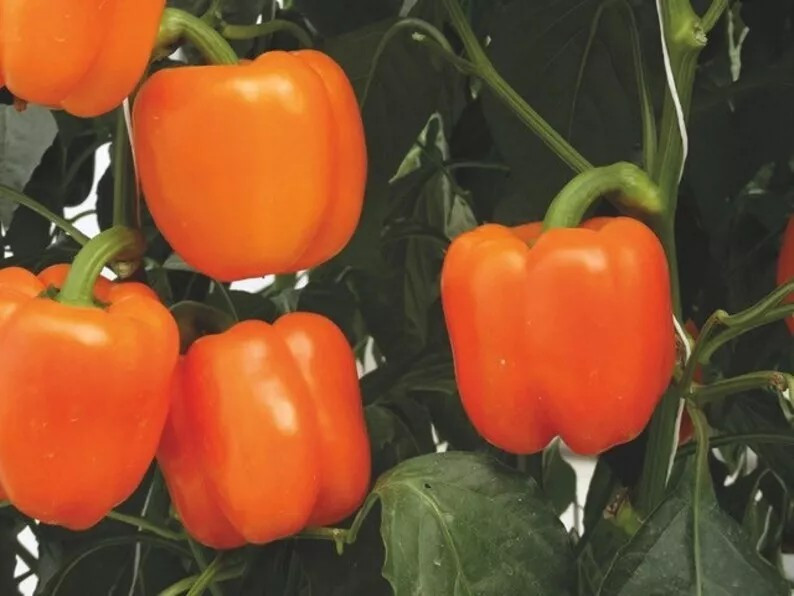 240+ Orange Sun Sweet Bell Pepper seeds ———– Heirloom – NON GMO — FRESH