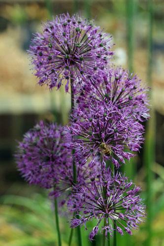 Allium jesdianum | Ornamental Onion or Allium | ‘Michael Hoog’ | 10 Seeds