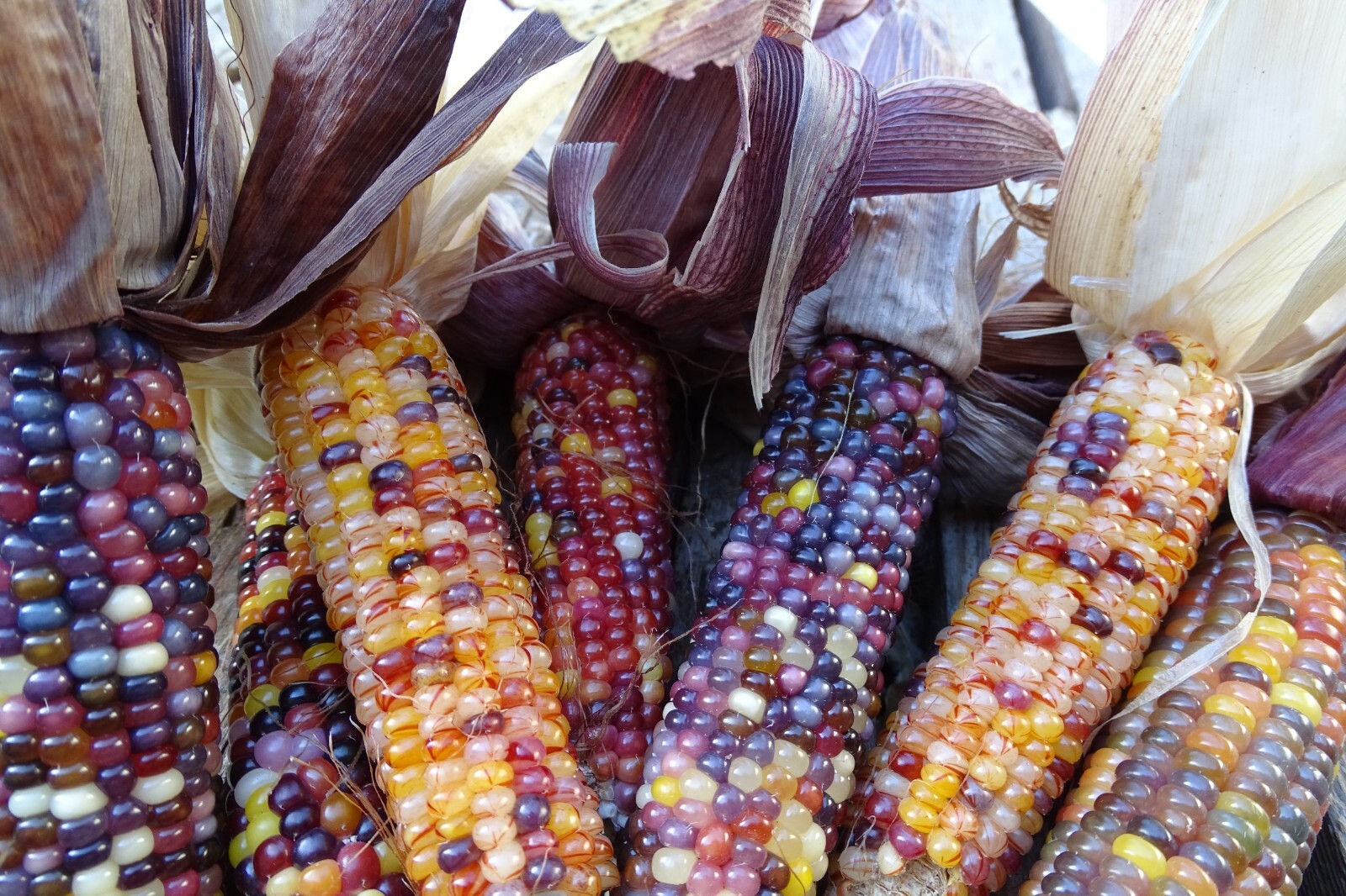 Red Husk Spectrum – Multi-colored popcorn with multiple ears on a stalk