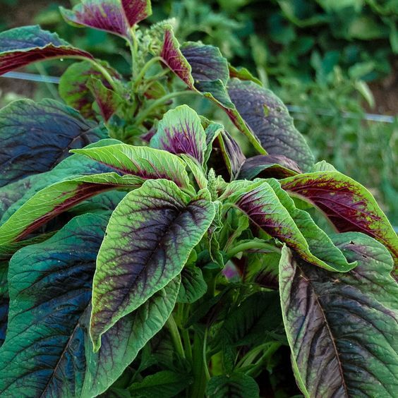 4,000+ Seed Red Green Amaranth Spinach Rau Den Seeds USA seller