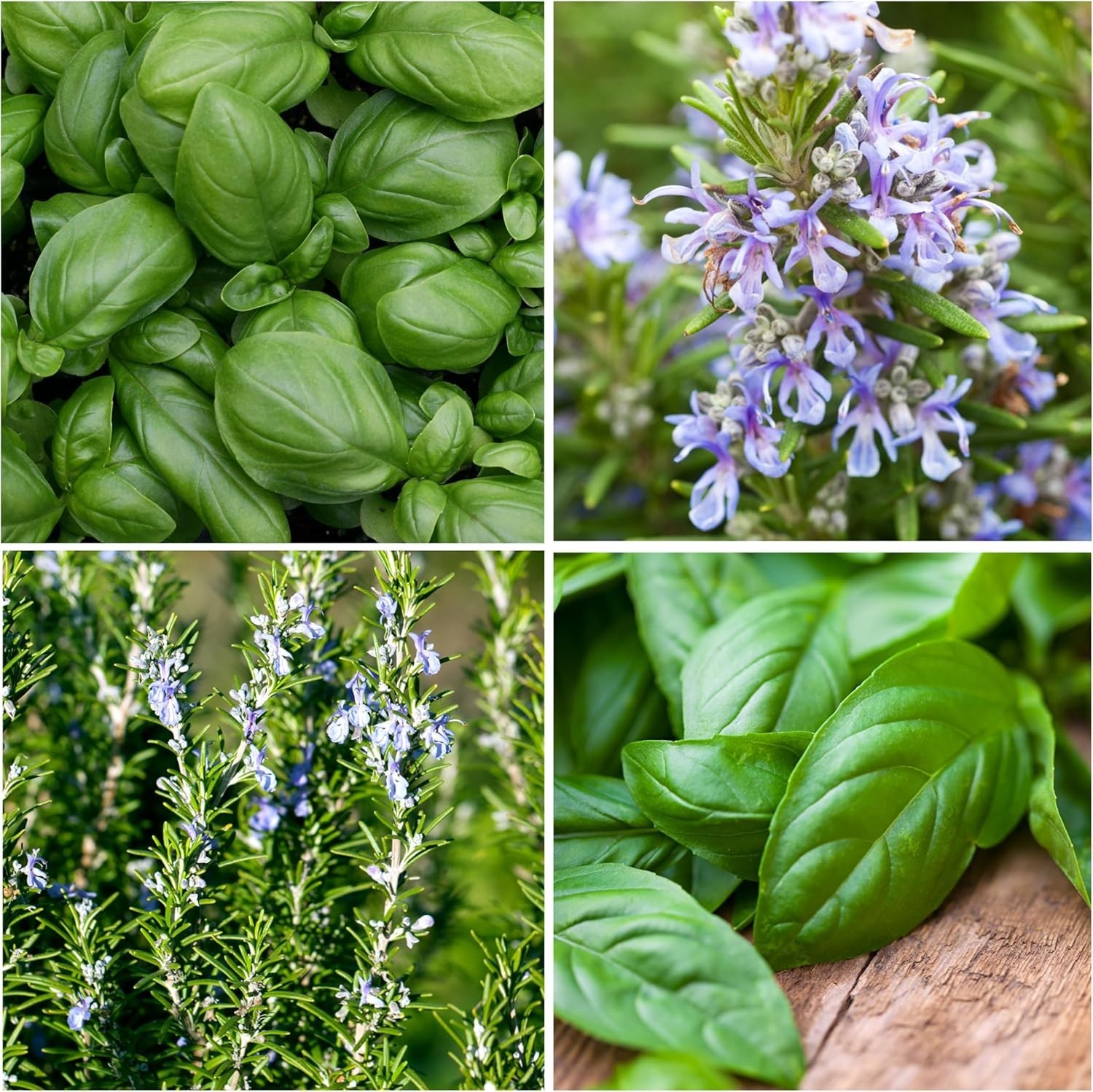2 Pack of Heirloom Rosemary and Basil Seeds – Culinary and Medicinal Garden