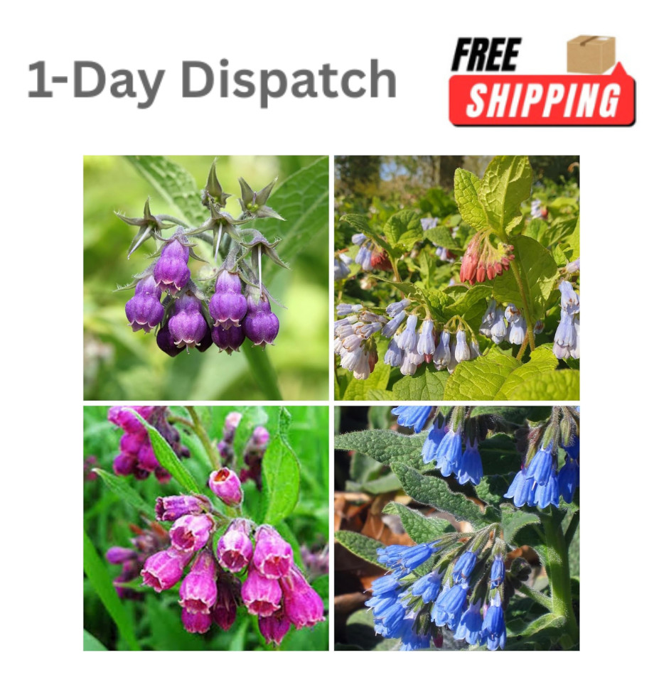 Wivolibe 80 Symphytum Officinale Comfrey Seeds Non-GMO Heirloom