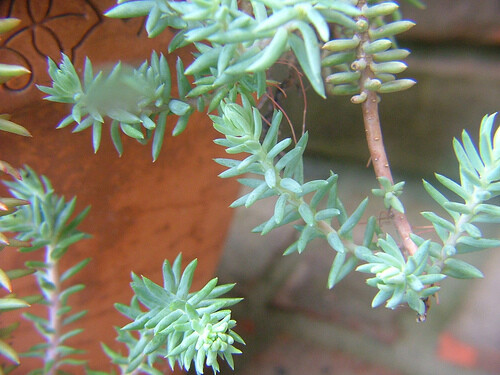 SEDUM BLUE SPRUCE 200 SEEDS, HARDY SEDUM, YELLOW FLOWERS IN SUMMER, EZ TO GROW.