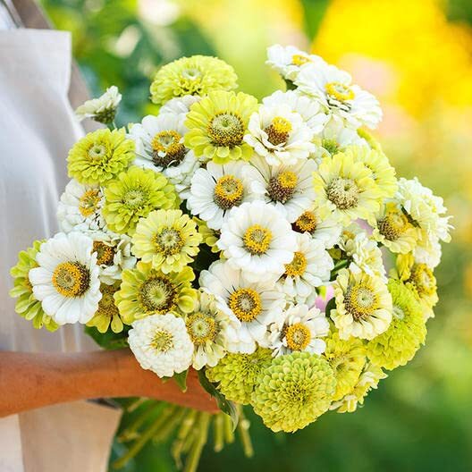 100 Snow White and Rare Green Zinnia Mix Seeds for Planting – Amazing Color, Gre
