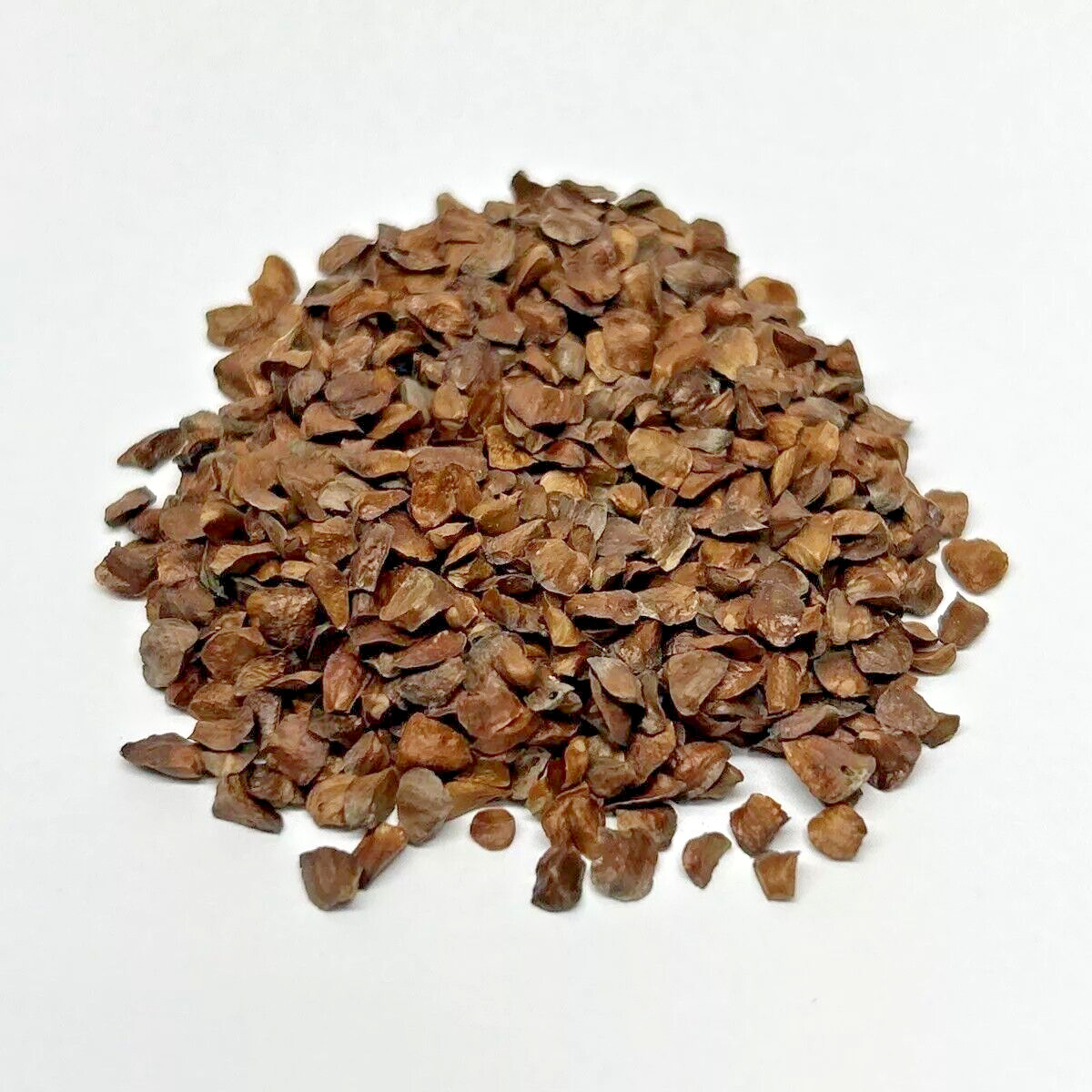 Monterey Cypress | Premium Seeds | Cupressus macrocarpa | Plants’®