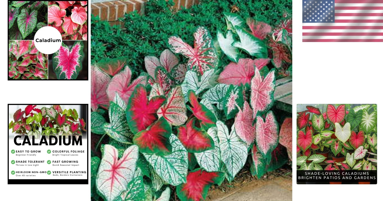 10 Count Easy-Grow Caladium Bulbs – Perfect for Containers and Garden Beds