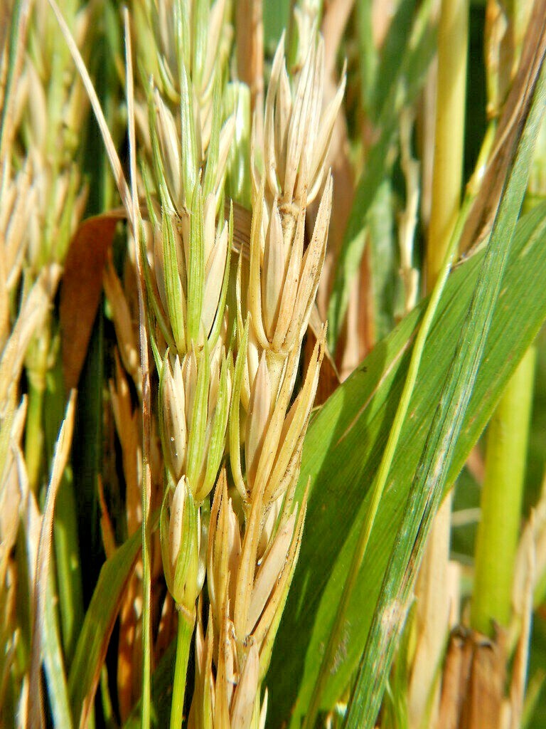 500+VIRGINIA EASTERN WILD RYE Grass Seeds Native Prairie Bunchgrass Spring Fall