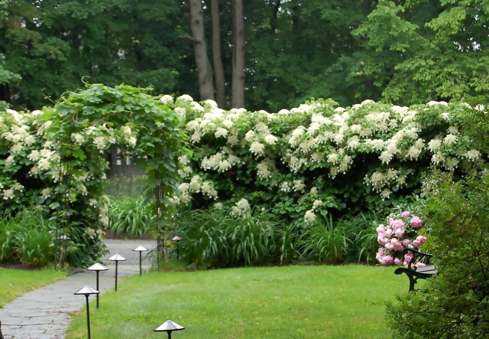 Climbing Hydrangea, Hydrangea anomala petiolaris, Vine Seeds