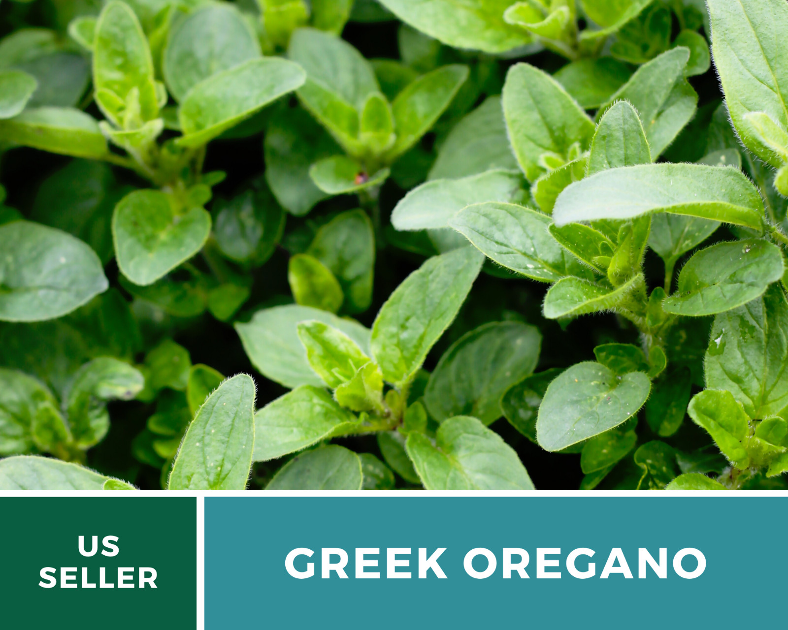 Oregano, Greek – 500 Seeds – Medicinal & Culinary Herb – Heirloom – Non GMO