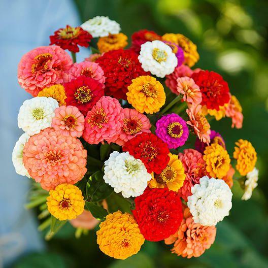 Zinnia ZINMASTER Mix 6 Heirloom Zinnias Tall & Dwarf Non-GMO 200 Seeds