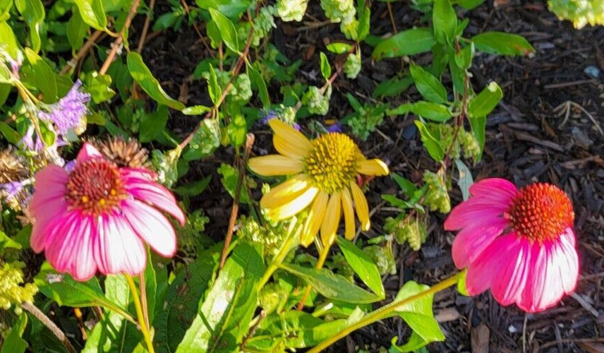 100 SEEDS CHEYENNE SPIRIT CONEFLOWER Echinacea in Orange Red Yellow Purple Pink