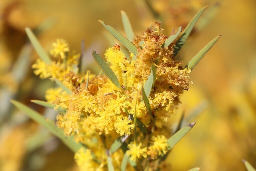 Acacia hemiteles Seeds – “Tan Wattle”