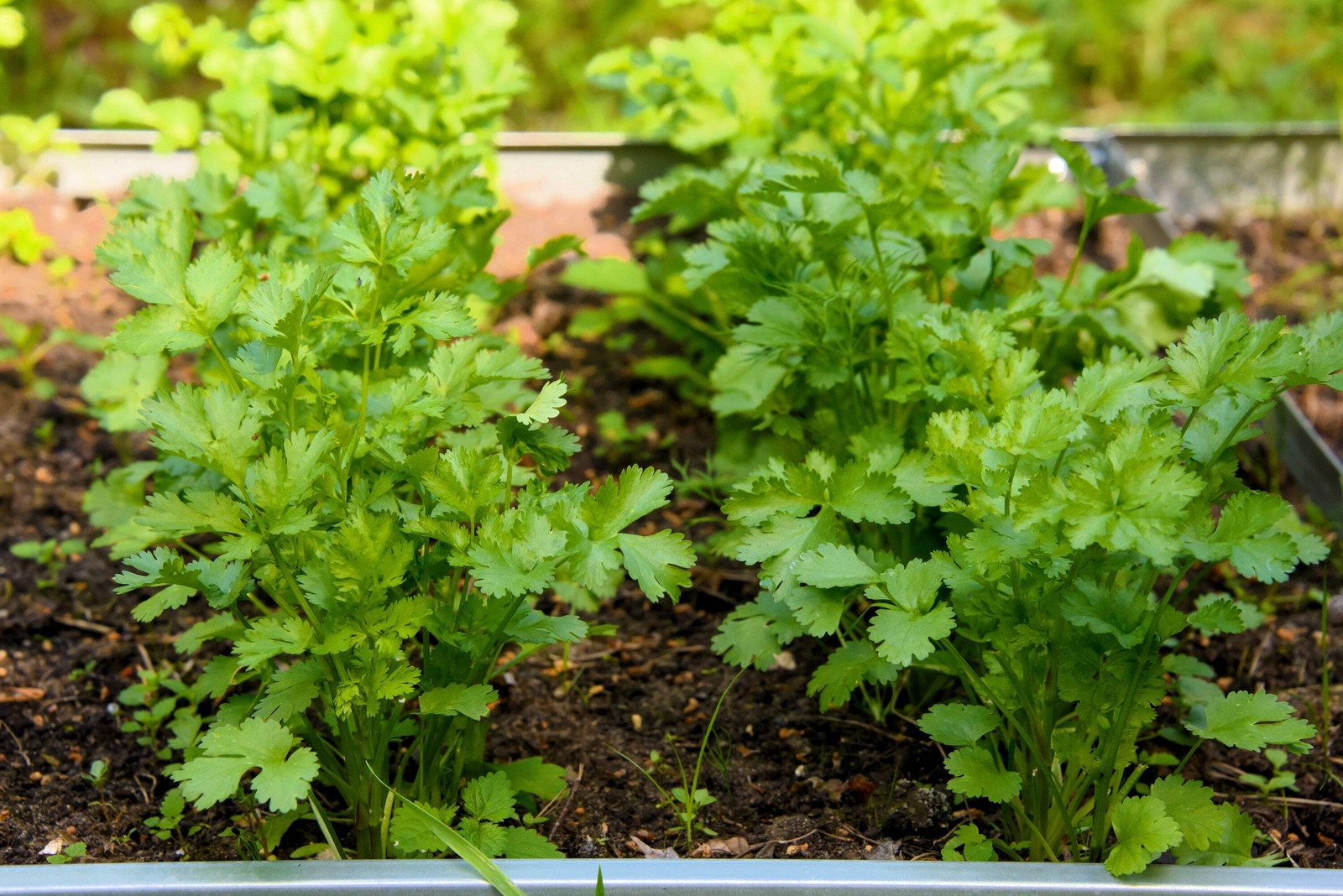 250 LEISURE CILANTRO / CORIANDER Coriandrum Sativum Herb Vegetable Seeds *CombSH