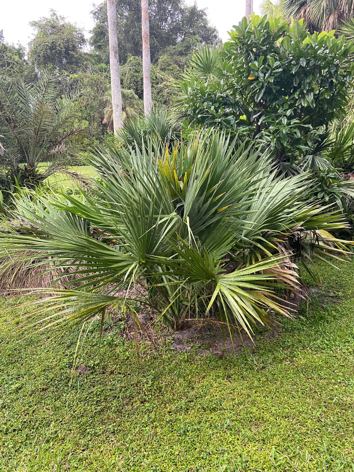 Sabal bermudana seeds. Bermuda Palmetto! Cold Hardy!
