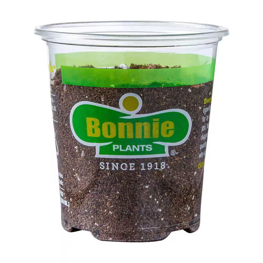 19 Oz. Lemon Thyme Herb Plant (2-Pack)