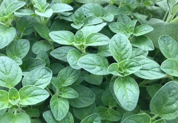 500+Italian Oregano Seeds(Origanum vulgare)Heirloom Healthy Tasty Pizza Herb USA