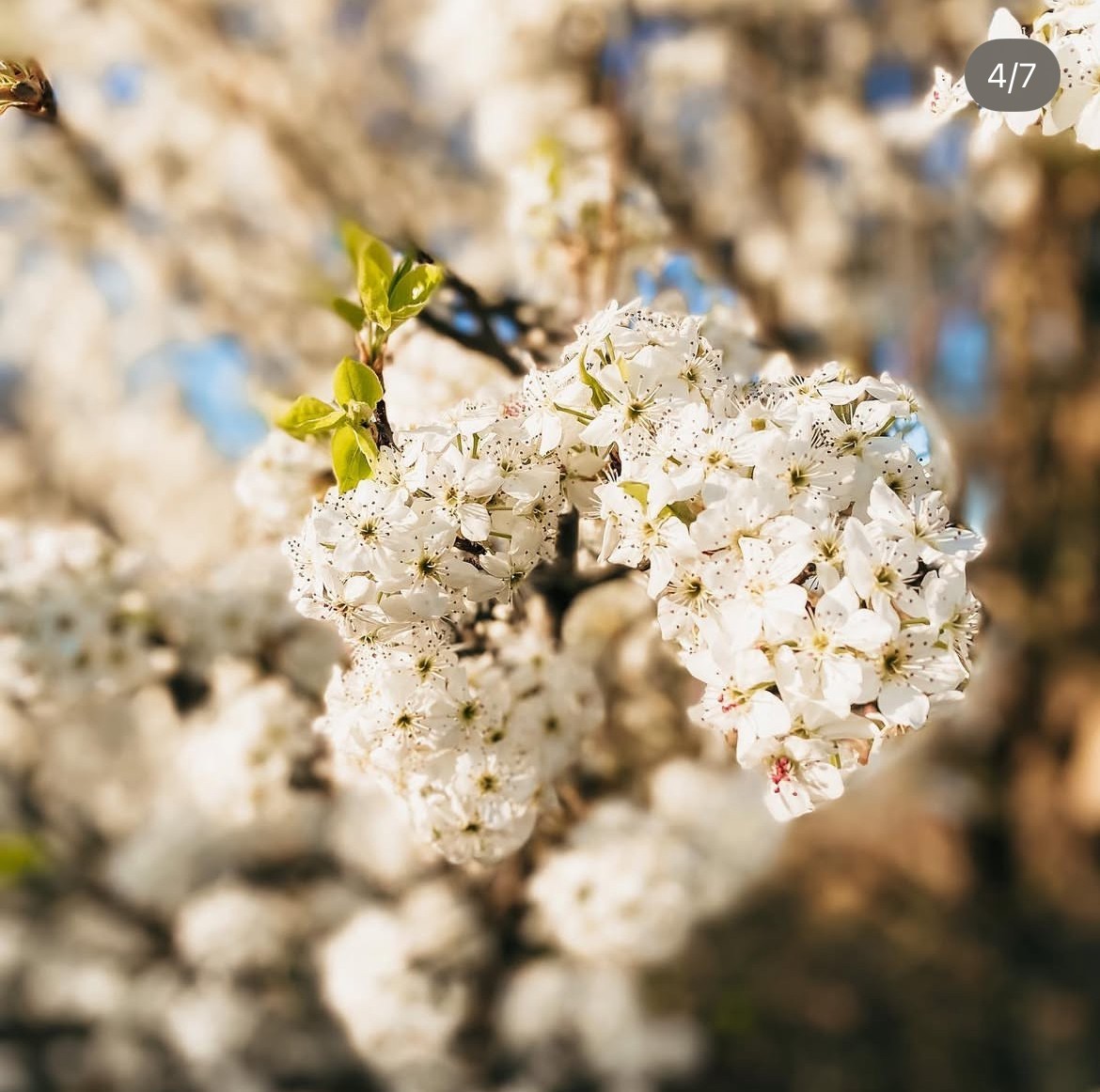 Beautiful Bradford Pear Tree Seeds Cold Hardy to Zone 4 Harvested In North Texas
