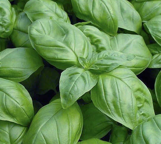 10,825 Herb Seeds 12 Varieties Pack – Mint / Lavender / Thyme / Rosemary & More