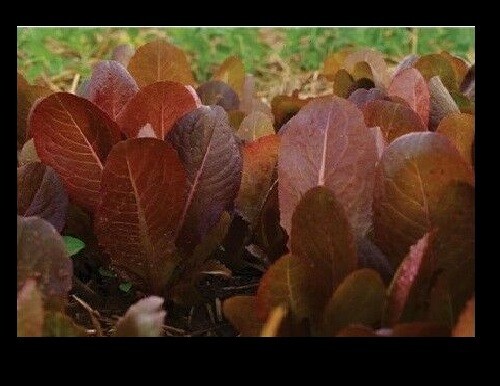 Cimmaron Deep red Romaine Lettuce 500-5000 seeds Bulk Heirloom Crisp Rare Color!