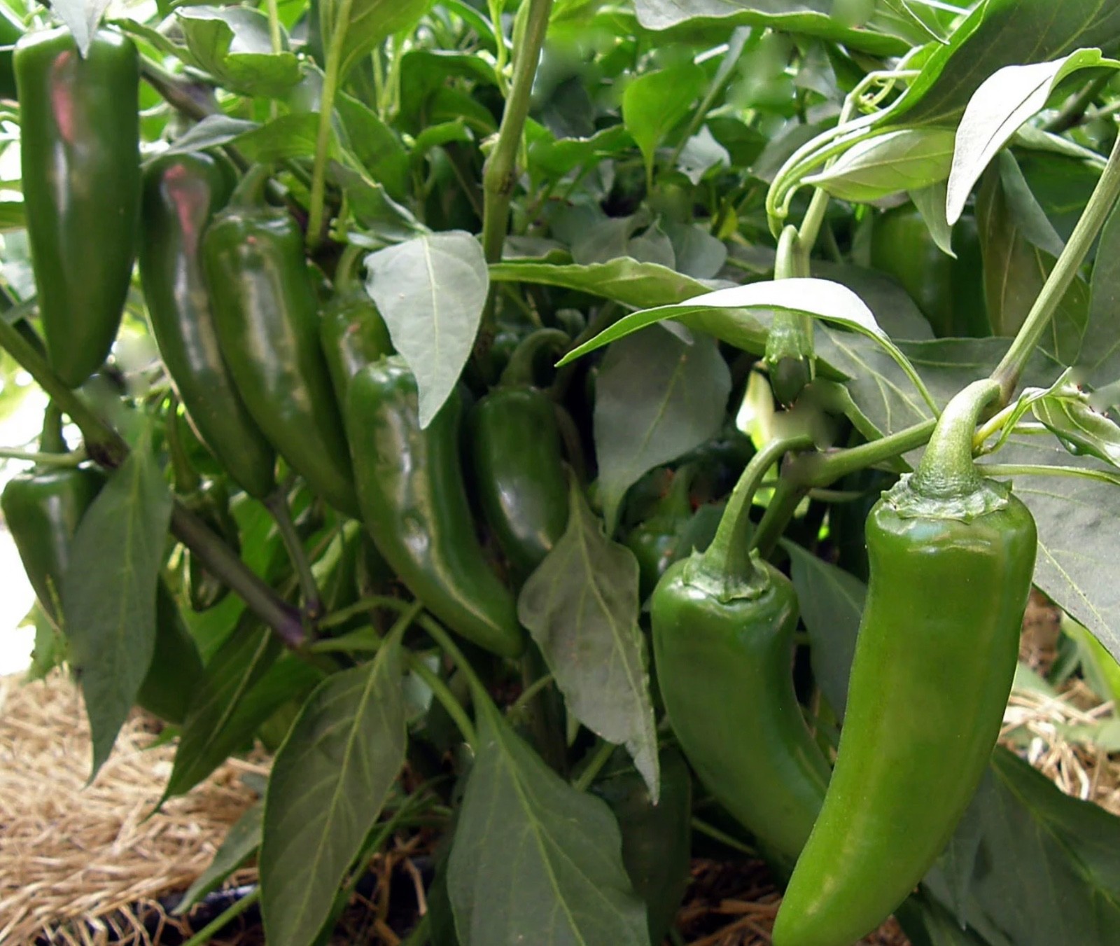 HOT Jalapeño Chile Pepper – 50 Fresh Seeds – Organic Non-GMO Heirloom Jalapeno