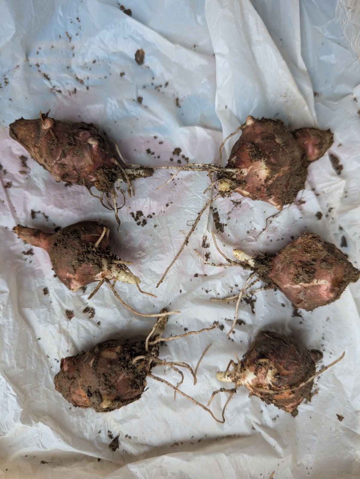 6 Medium red organic Jerusalem Artichoke Tubers FOR PLANTING