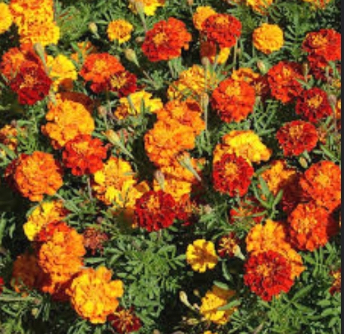 SEEDS – Marigold Variegated Orange/Yellow/Red 12″ Diameter Hearty Plants