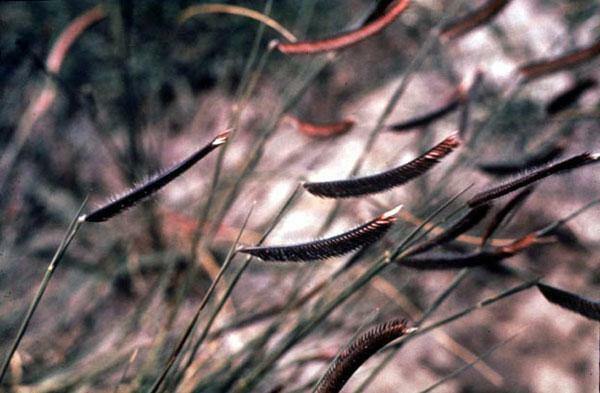 Bouteloua gracilis | Blue Grama | Eyebrow or Mosquito Grass | 100 Seeds