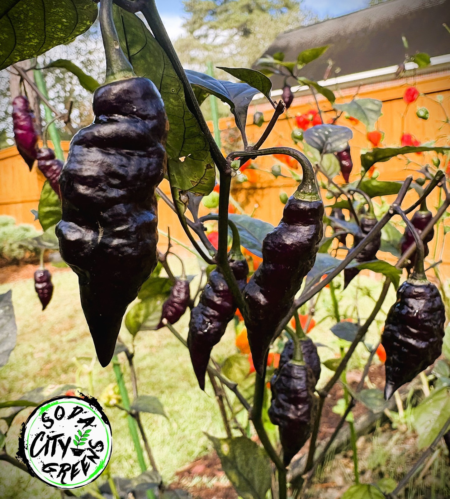Dream DD Pepper Seeds