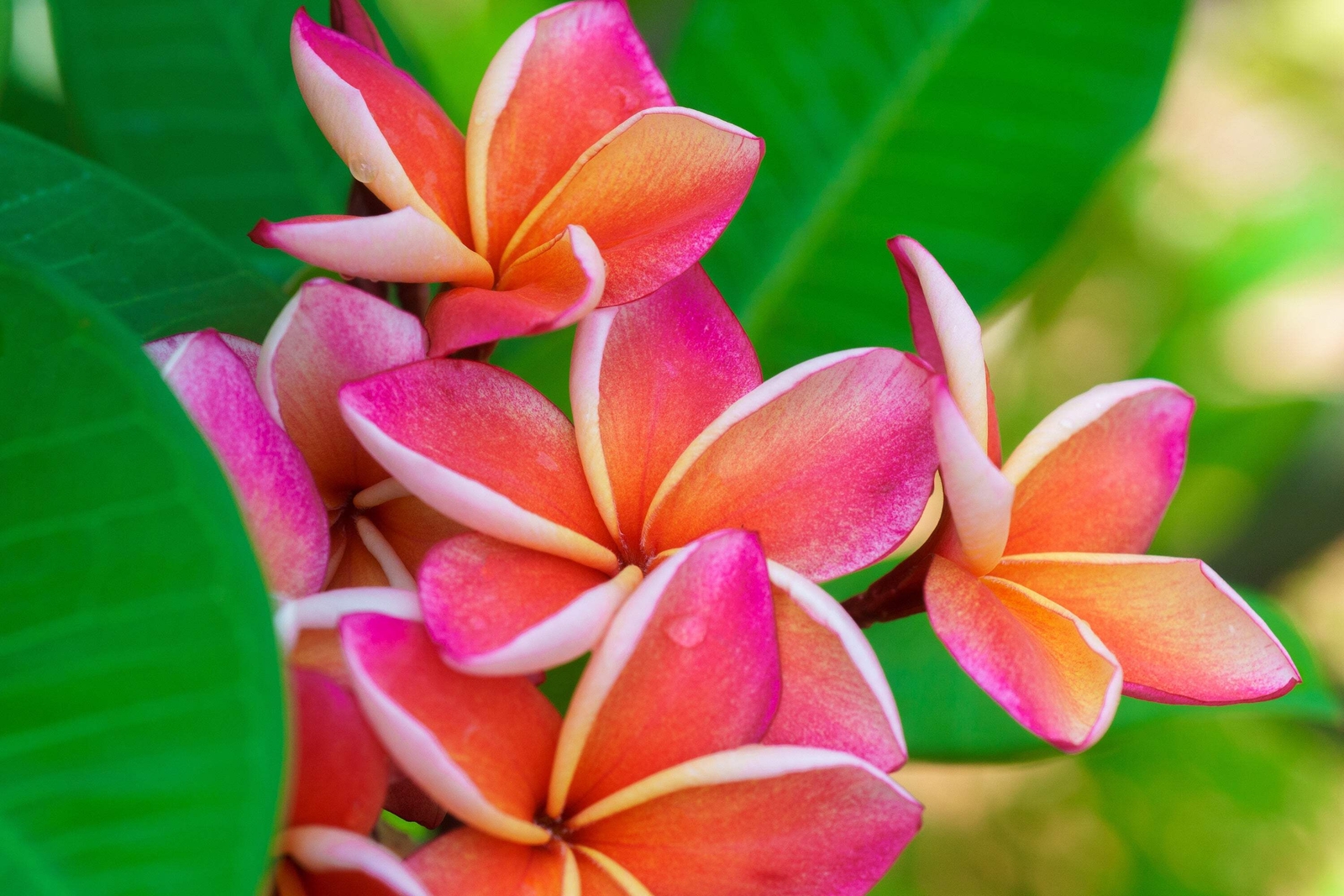 10 MIXED COLORS PLUMERIA Seeds – Lei Flower Frangipani Mix Pink Red Yellow White