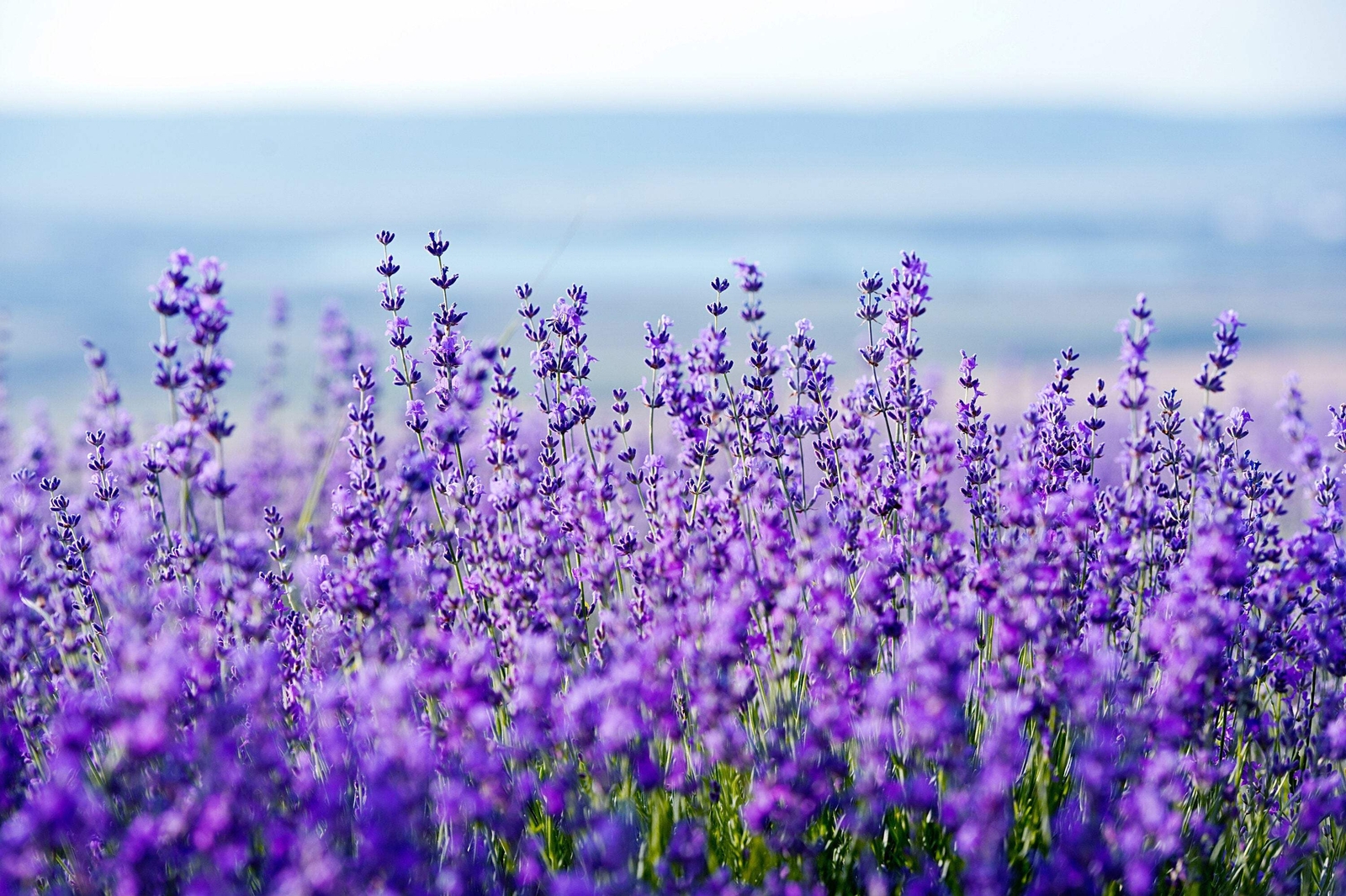 20 DWARF MUNSTEAD LAVENDER English Lavandula Angustifolia Flower Herb Seeds
