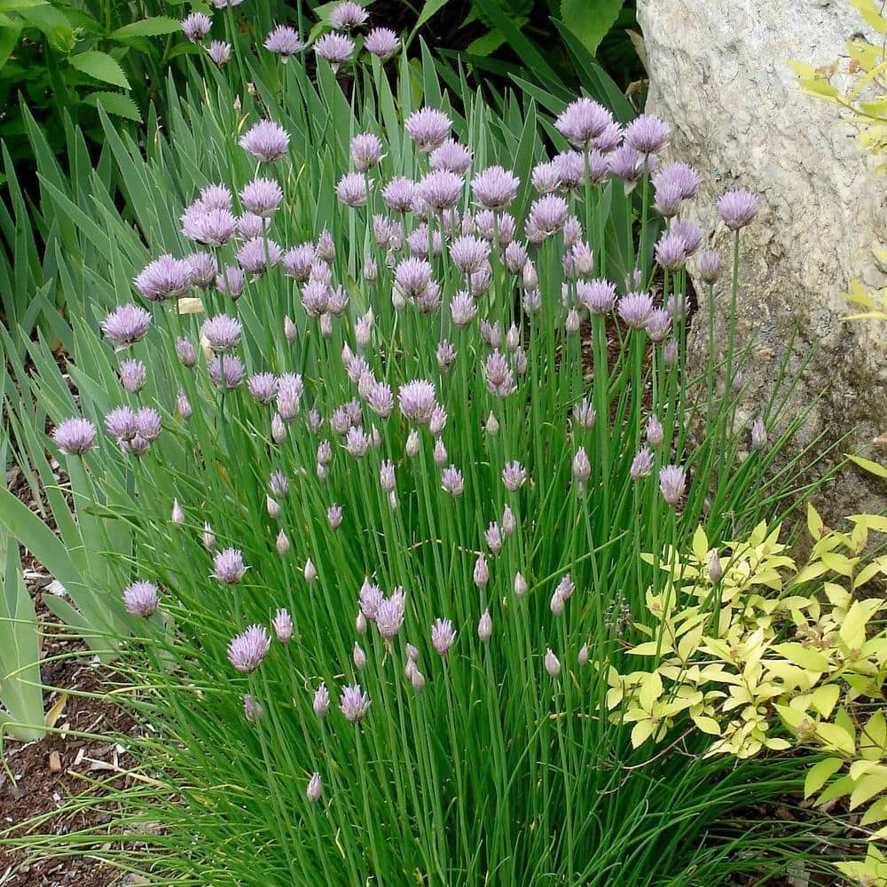 19 oz. Onion Chives Herb Plant (2-Pack)