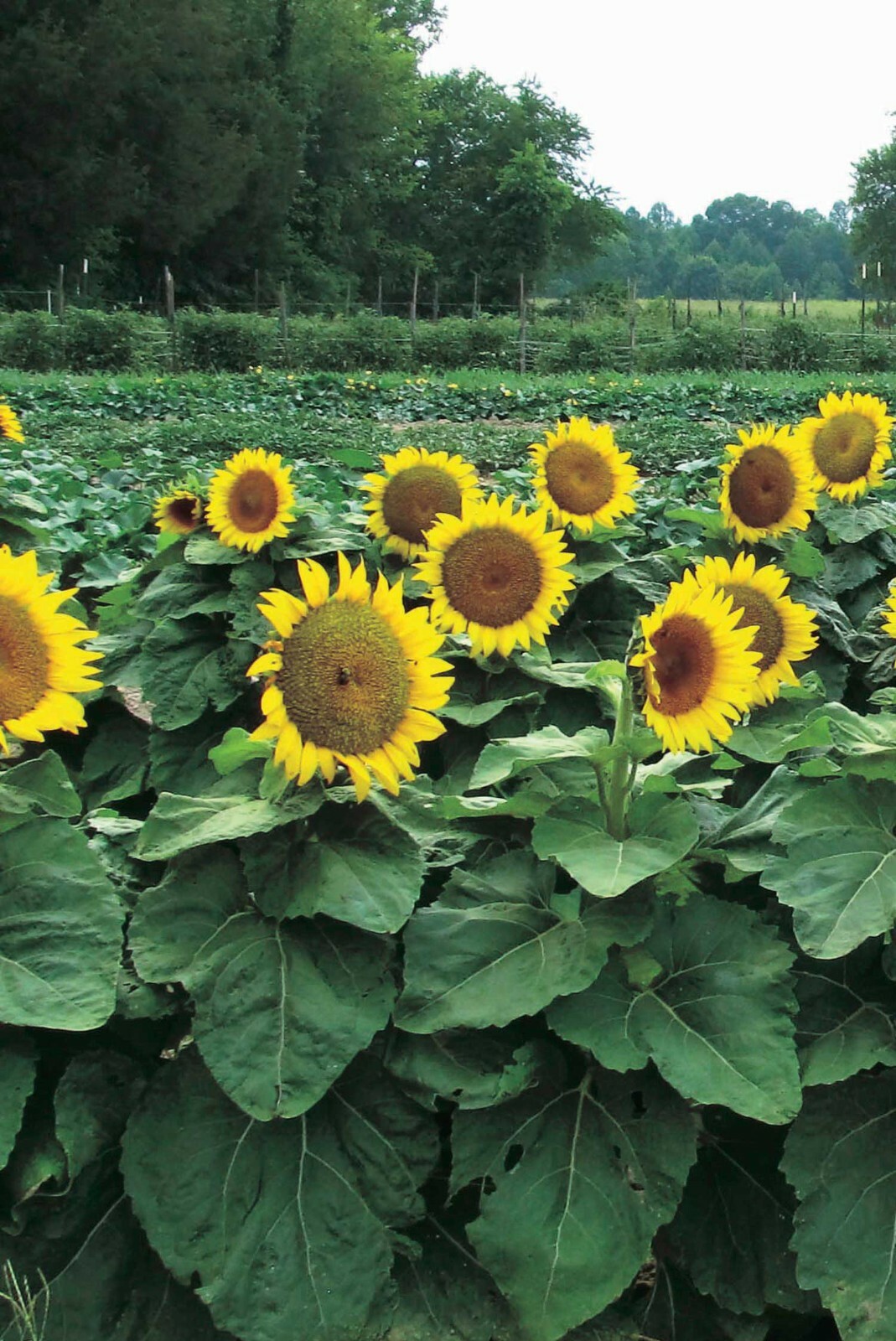 50 Dwarf Sunspot Sunflower Seeds to Plant Exotic Flower