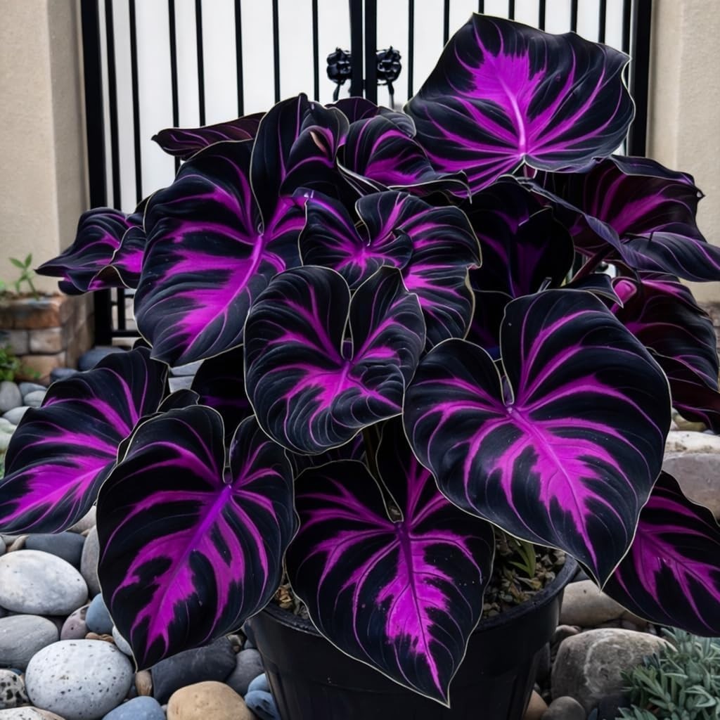 Hosta Seeds – 308 Rare Black Purple Hosta Plants Seeds for Planting Outdoor