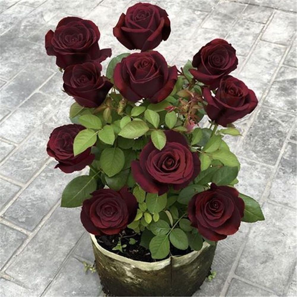20 SEEDS for Maroon RARE Rose hybrid tea flower bud Bush exotic plant USA Seller