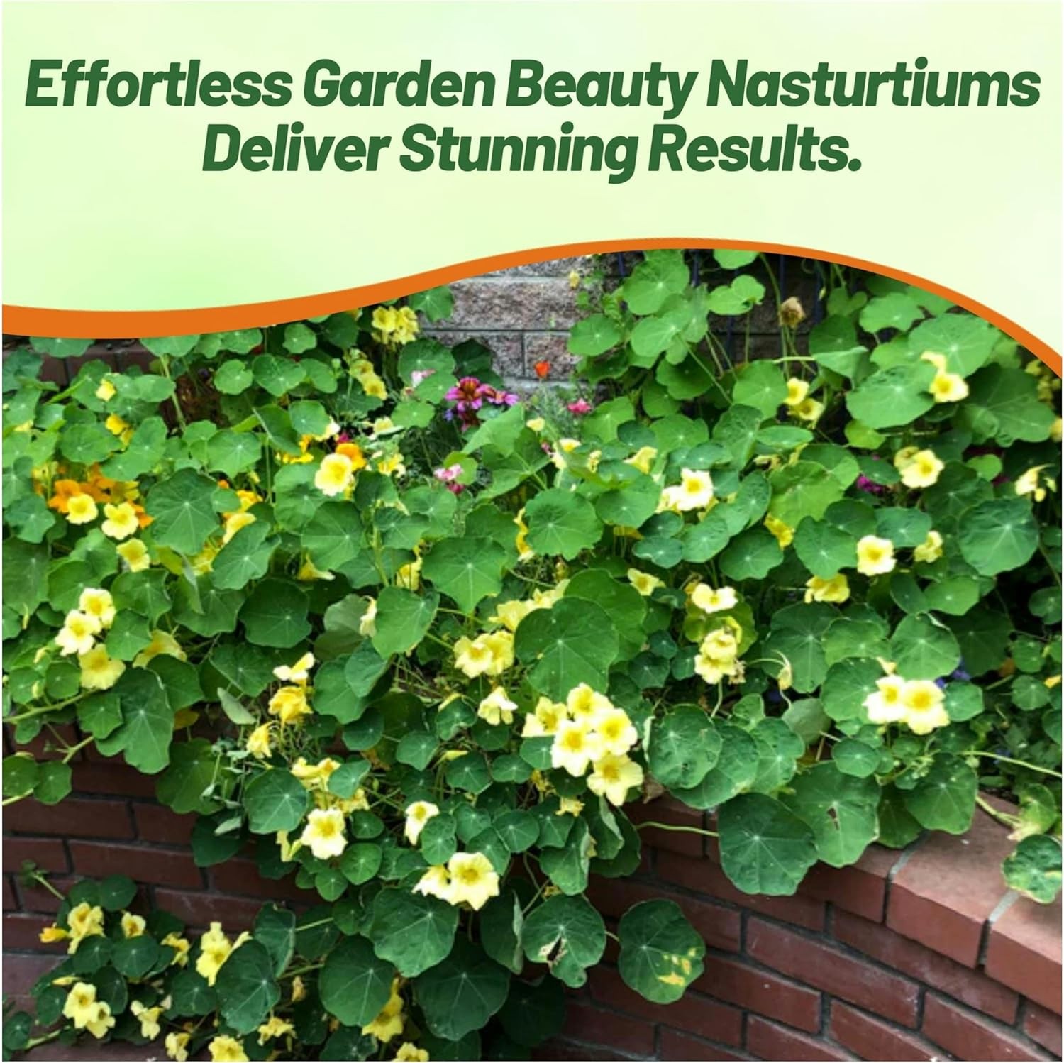 200 Seeds Nasturtium Seed – Climbing Moonlight Flowering Vine Seeds