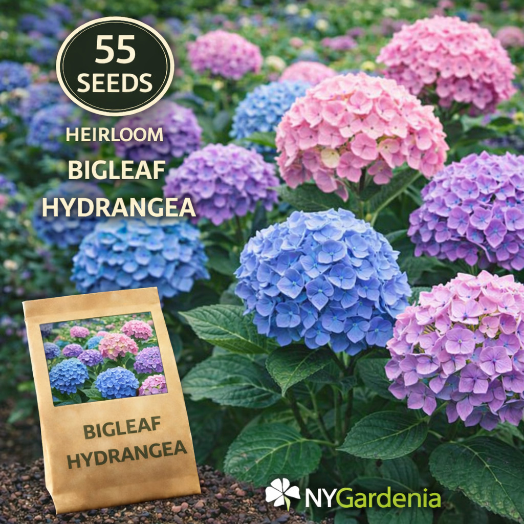 55 Bigleaf Hydrangea Seeds Heirloom Flower Shrub Garden Easy Grow